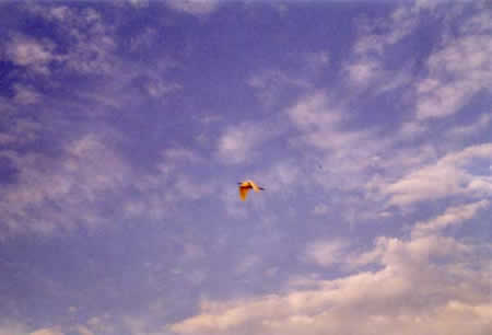Danube Delta Picture 3