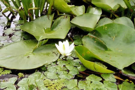 Danube Delta Picture 4