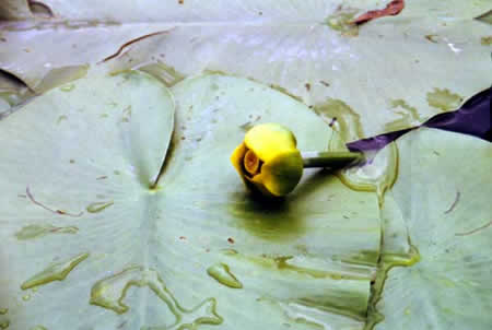 Danube Delta Picture 6