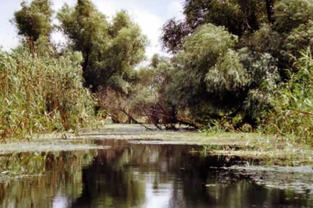 Danube Delta Picture 8