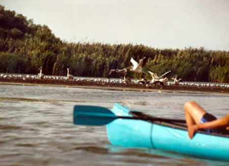 Danube Delta Picture 18