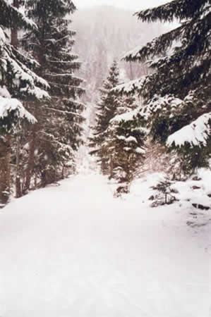Apuseni Mountains Picture 3