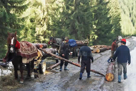 Apuseni Mountains Picture 4