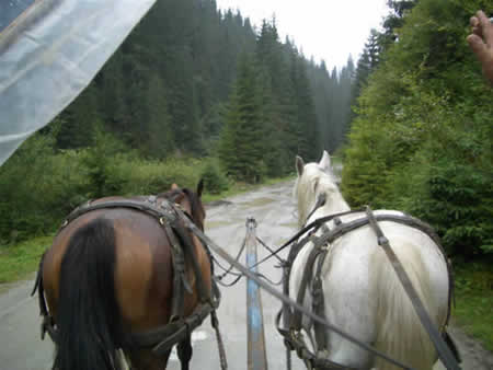 Apuseni Mountains Picture 5