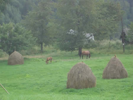 Apuseni Mountains Picture 19