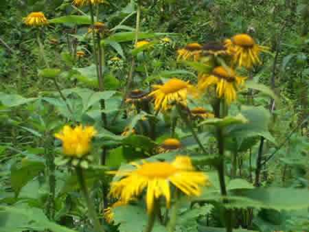 Apuseni Mountains Picture 22
